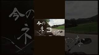 【衝撃映像】親分！軽トラから猫が！🫢🛻🐈 車間距離は空けて走りましょうcat fell out of car #shorts