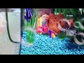 Finding Nemo Nemo Meets Gil Colorful