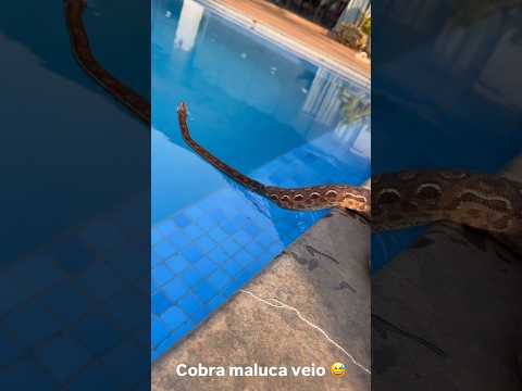Snake in the pool at BlackStone Farm #shorts #viral #blackstone #snake
