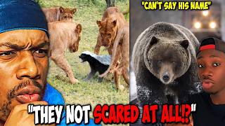 The BEST Animal Aura Moments In Nature's History