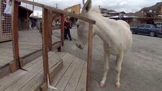 preview picture of video 'Wild Burros in Oatman'