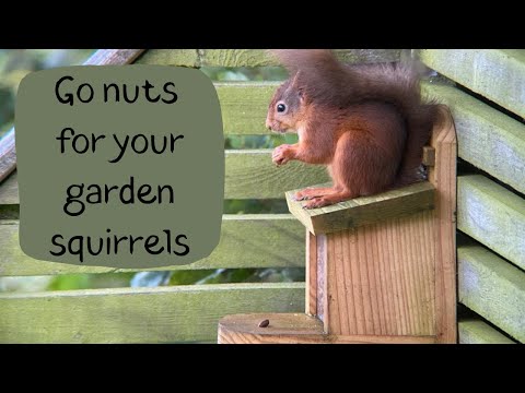 Want to encourage squirrels into your garden?