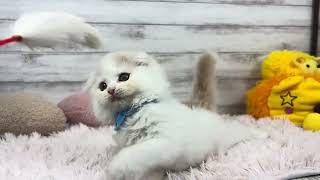 スコティッシュフォールドの動画01