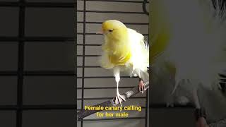 Download lagu burung kenari betina memanggil pejantannya mp3