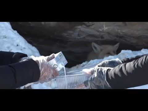 Karda aç kalan tilkileri vatandaşlar besledi