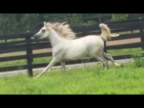 NAAZYRI (Hariry al Shaqab x Nairys by Arktik)