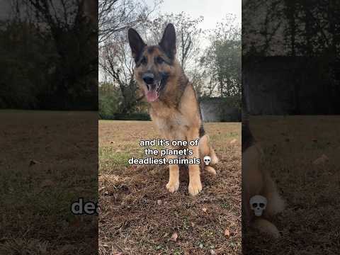 Do you have a fur goblin like this one? 😂