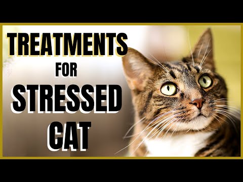 Cats 101 : Treatments for Stressed Cats
