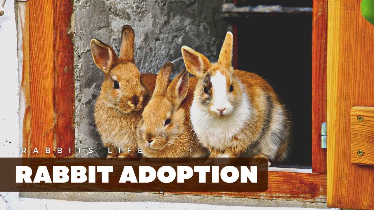 Adopt, Don't Shop: Why Rabbit Adoption is the Way to Go