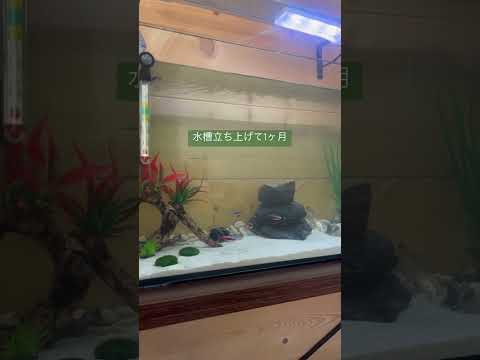 コリドラスについて詳しく解説