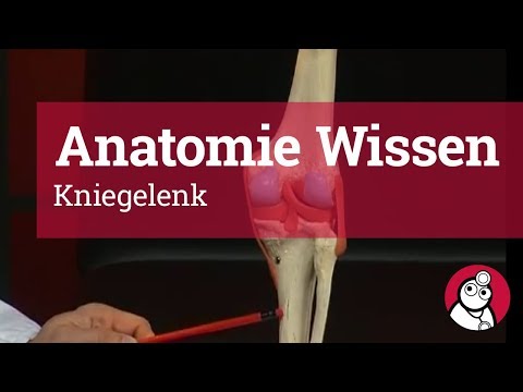 Anatomie-Wissen: Kniegelenk