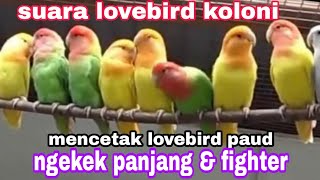 Download lagu SUARA LOVEBIRD KOLONI || pancingan lovebird paud belajar ngekek panjang & FIGHTER mp3