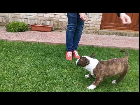 Miniature Bullterrier puppy for sale