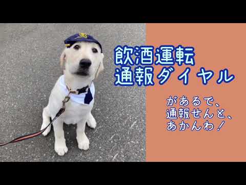ワンワンU・x・Uお悩み相談室6️⃣4️⃣〜福井市「ブルーくん」#飲酒運転通報ダイヤル💠0776-23-4949💠#逃がさんぞ！（23）至急至急（4949）で覚えてね👮‍♂️