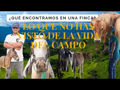 “¡Así se Vive en el Campo del Litoral! 🐂 Finquero por un Día en Ecuador” #vidaenelcampo #viralvideo