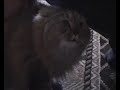 Silly cat (jedovata zmija) - Známka: 1, váha: velká