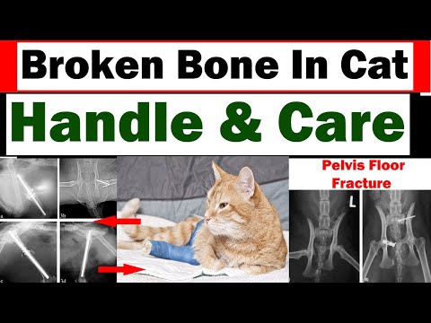 Fracture in Cat || How to manage during fracture? || Vet Furqan Younas