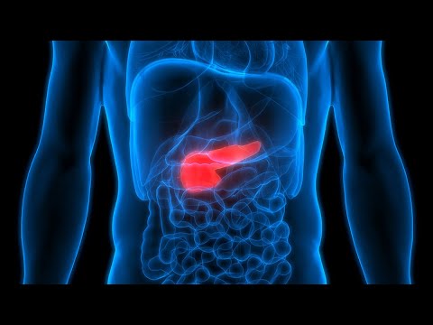 Eine Reise durch den Körper - Die Bauchspeicheldrüse