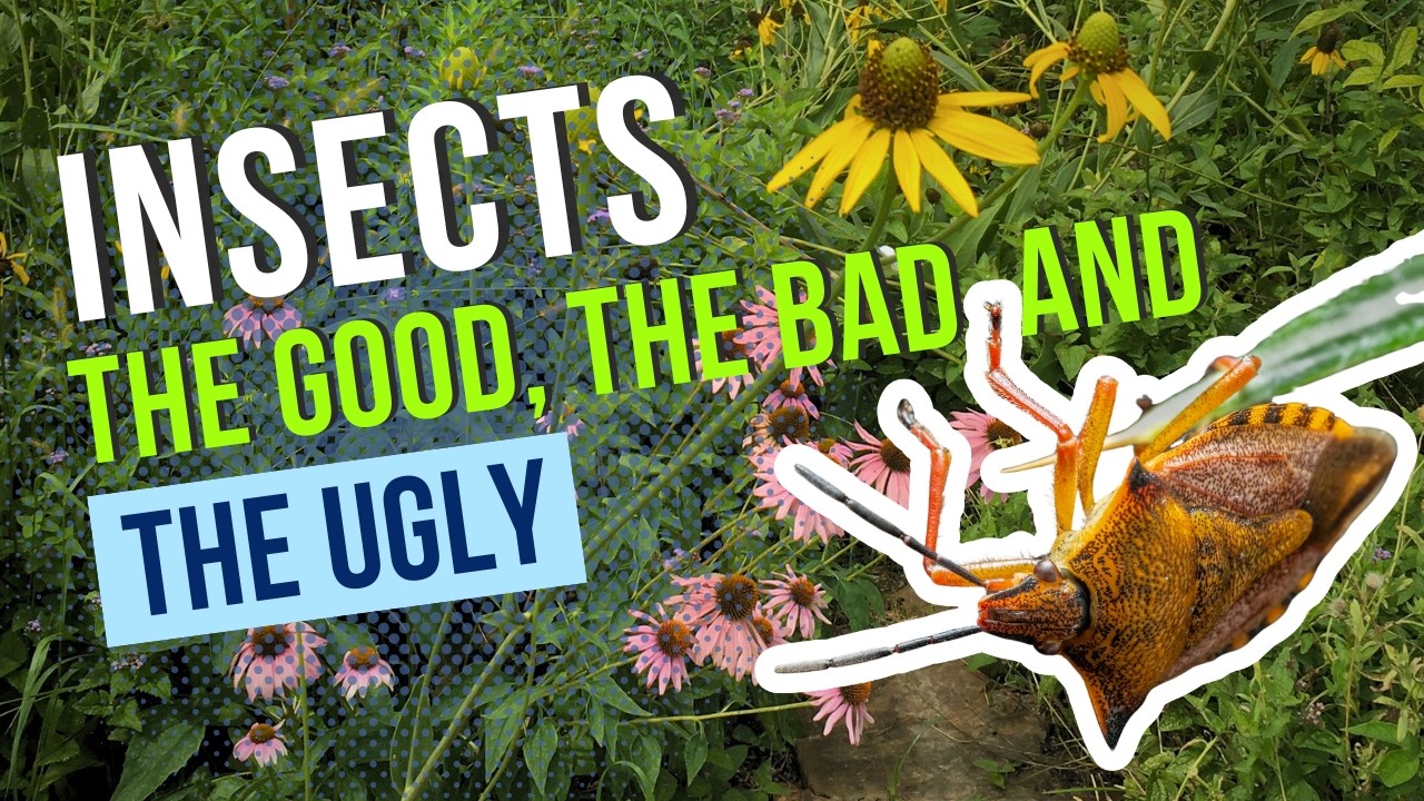Insects: The Good, the Bad, and the Ugly (But Some Innocuous)
