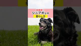 今から知ってて♪シニア犬との暮らし方#犬のいる暮らし#dog #shorts