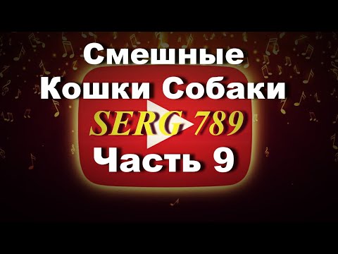 🔴Смешные Кошки Собаки(часть 9)✅ 🙂 👍 🐱 🐶