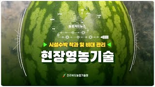 [ 현장영농기술 ] 시설수박 착과 및 비대관리 방법