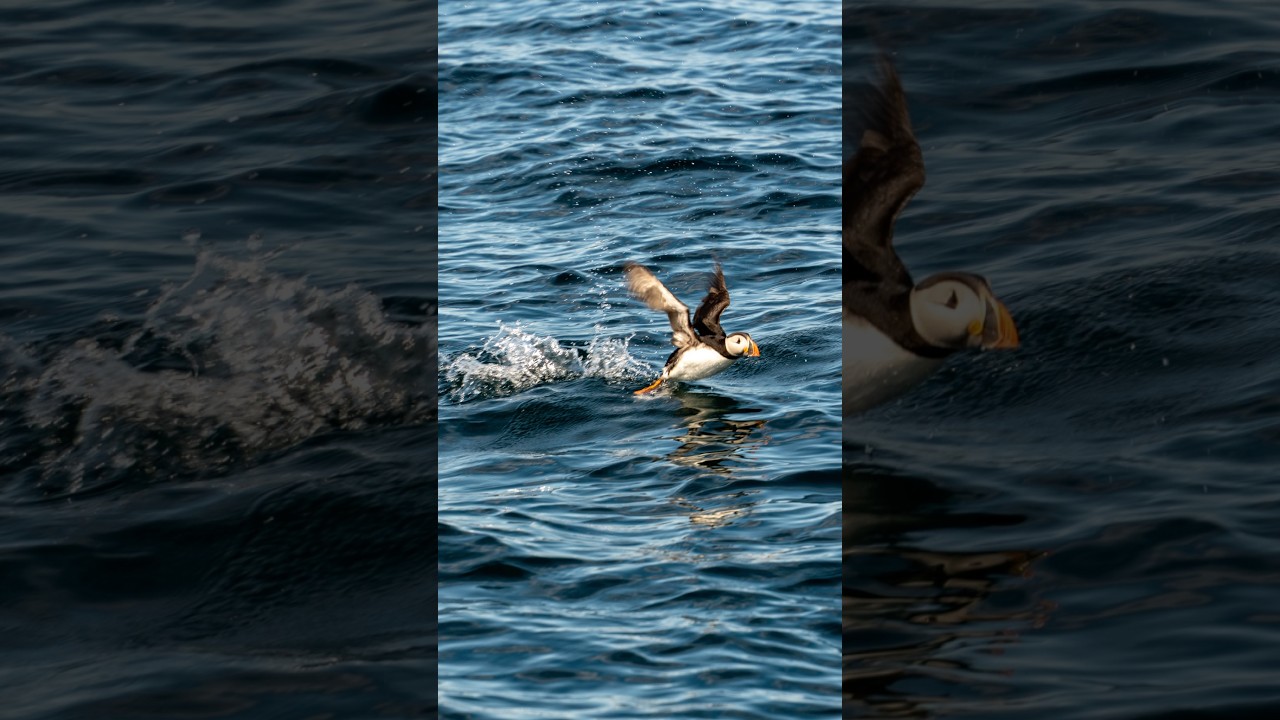 YouTube Short thumbnail