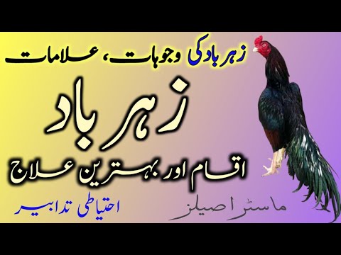 Zehrbad in Aseels / Treatment Of Septicemia By Master Aseels