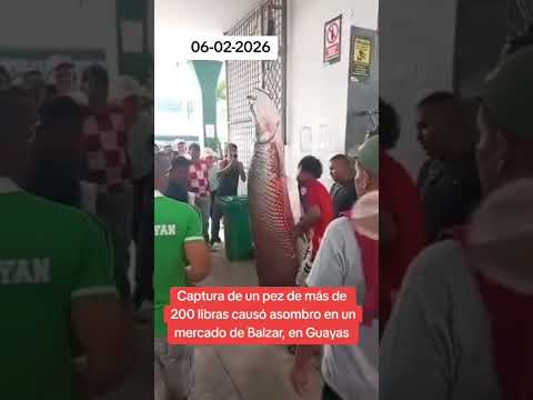 Captura de un pez de más de 200 libras causó asombro en un mercado de Balzar, en Guayas