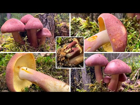 Pilzportrait - Purpurfilziger Holzritterling, Rötlicher Holzritterling, Tricholomopsis rutilans