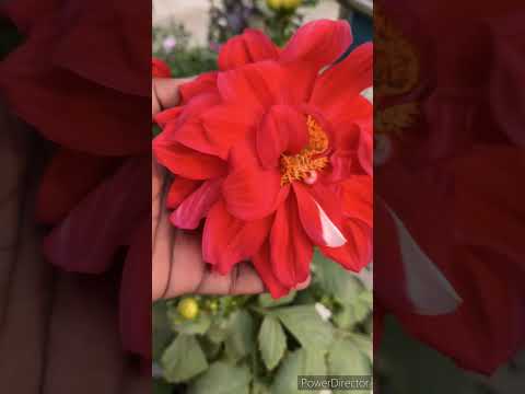 how to grow and care Dahlia flowering plant in winter
