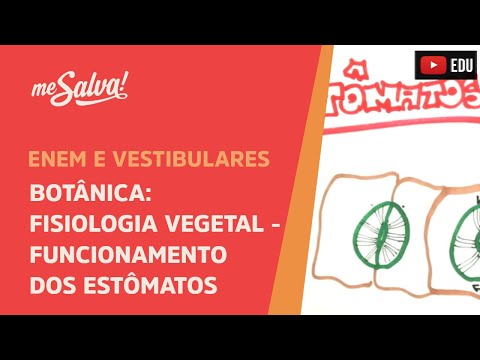 Me Salva! BOT28 - Botânica - Fisiologia vegetal: funcionamento dos estômatos