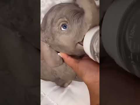 elefante se balanceaba sobre la tela de una araña 🕸️