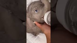 elefante se balanceaba sobre la tela de una araña 🕸️