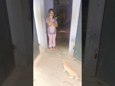 Cat 😺😺 comedy, Video