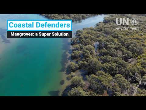 Mangroves: a Super Solution