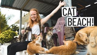 We Found a CAT BEACH!! 😻  + Beautiful Penang Home Tour (Penang, Malaysia)