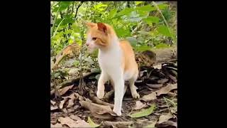 #животные_Кто быстрее кошка или змея