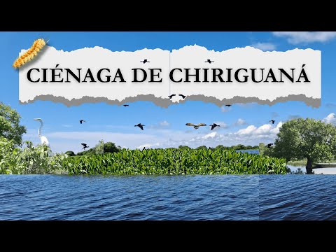 CIÉNAGA DE CHIRIGUANÁ: VIDA Y DESAFÍOS
