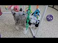 Mini Sheepadoodle dogs for sale: Parka - Video 1