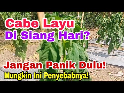 , title : 'Cabe Layu Di Siang Hari! Kenapa?'