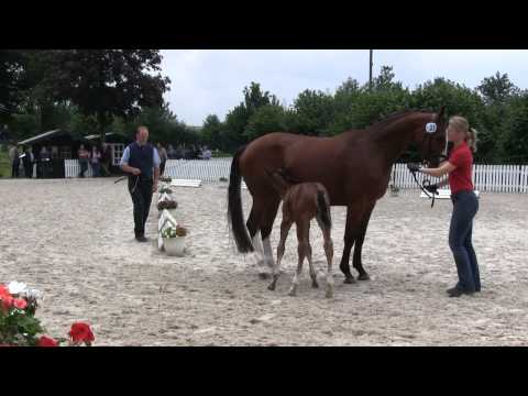 Hengstfohlen v. La Calido-Obsession