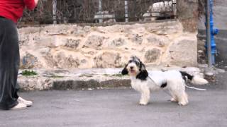 Black Majesty Miss Kagome &quot;Smiley&quot; 8 months old