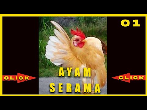 , title : '✨Garnise Serama (chicken ayam serama  Malásia)'