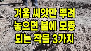 겨울에 씨앗만 뿌려 놓으면 스스로 봄에 모종이 되는 작물 3가지