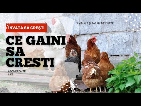 , title : 'Trei rase de gaina care se cresc usor in Romania'