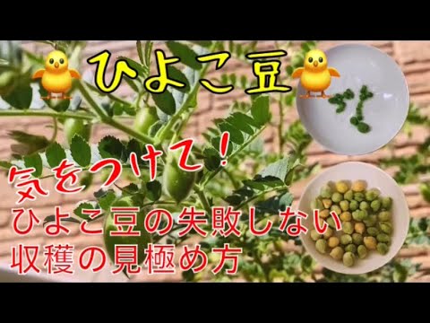 ひよこ豆 植物