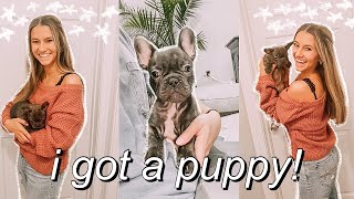 I GOT A PUPPY! bringing home my 8 week old french bulldog puppy! | first days home + NAME REVEAL!