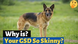 Is your German Shepherd Skinny? This is the Reason WHY...