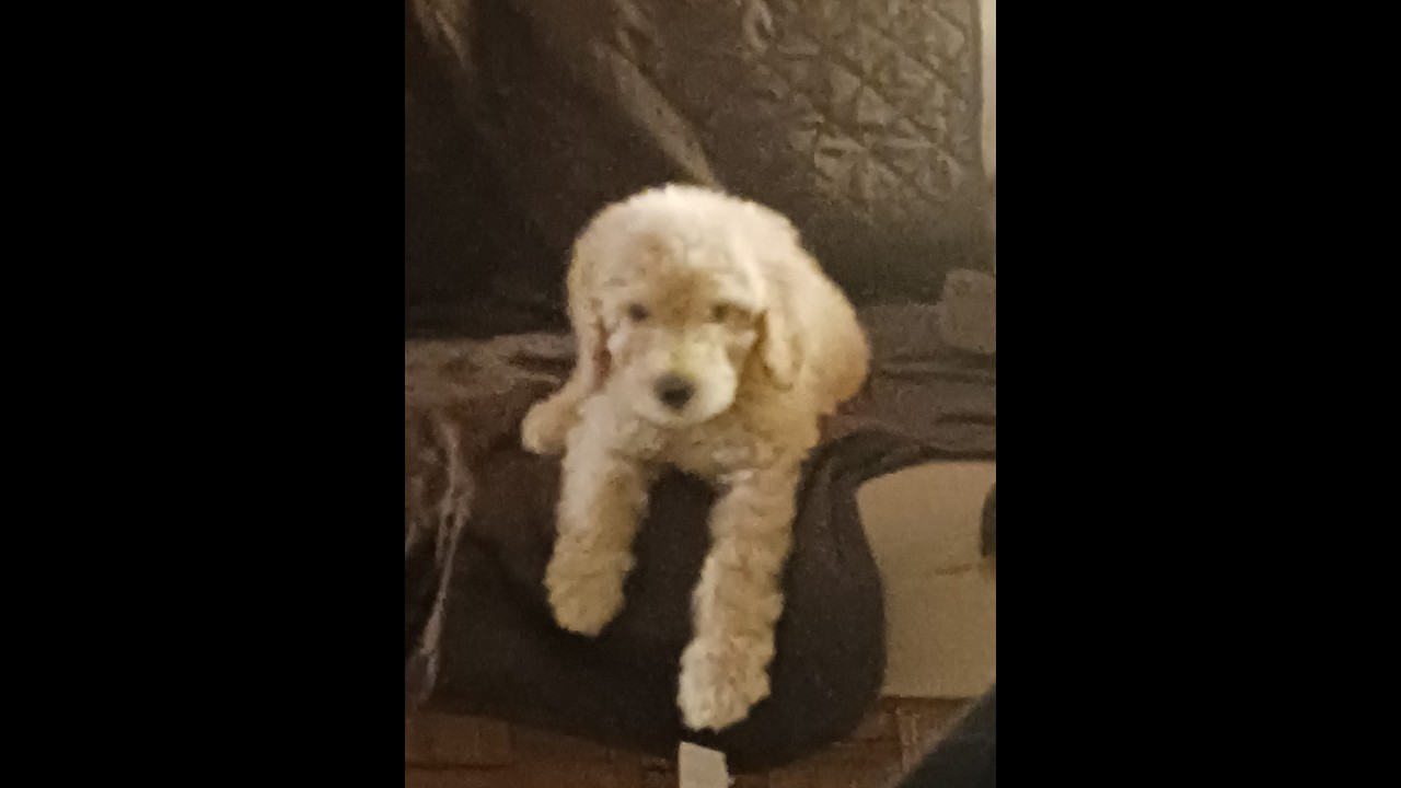 Enlarge Camilo, a ADOPTABLE Labradoodle in chevy chase, MD video 3/6